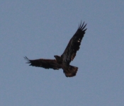 2014 03 30 Eagle 06